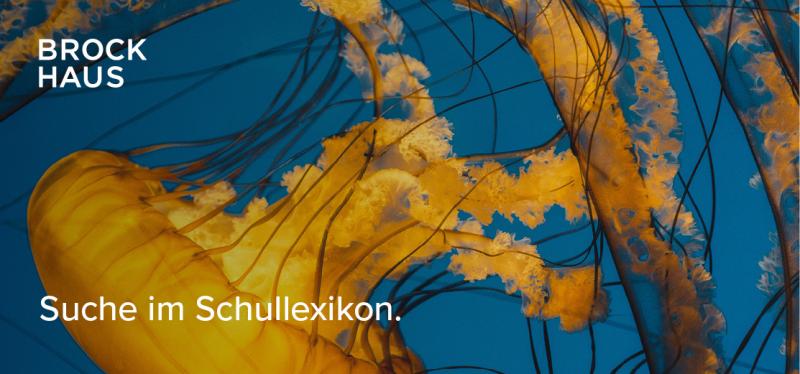 Eine Qualle in Nahaufnahme mit dem Text: Suche im Brockhaus Schullexikon