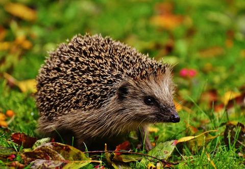 Igel sitzt auf einer grünen Wiese